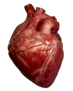 Heart